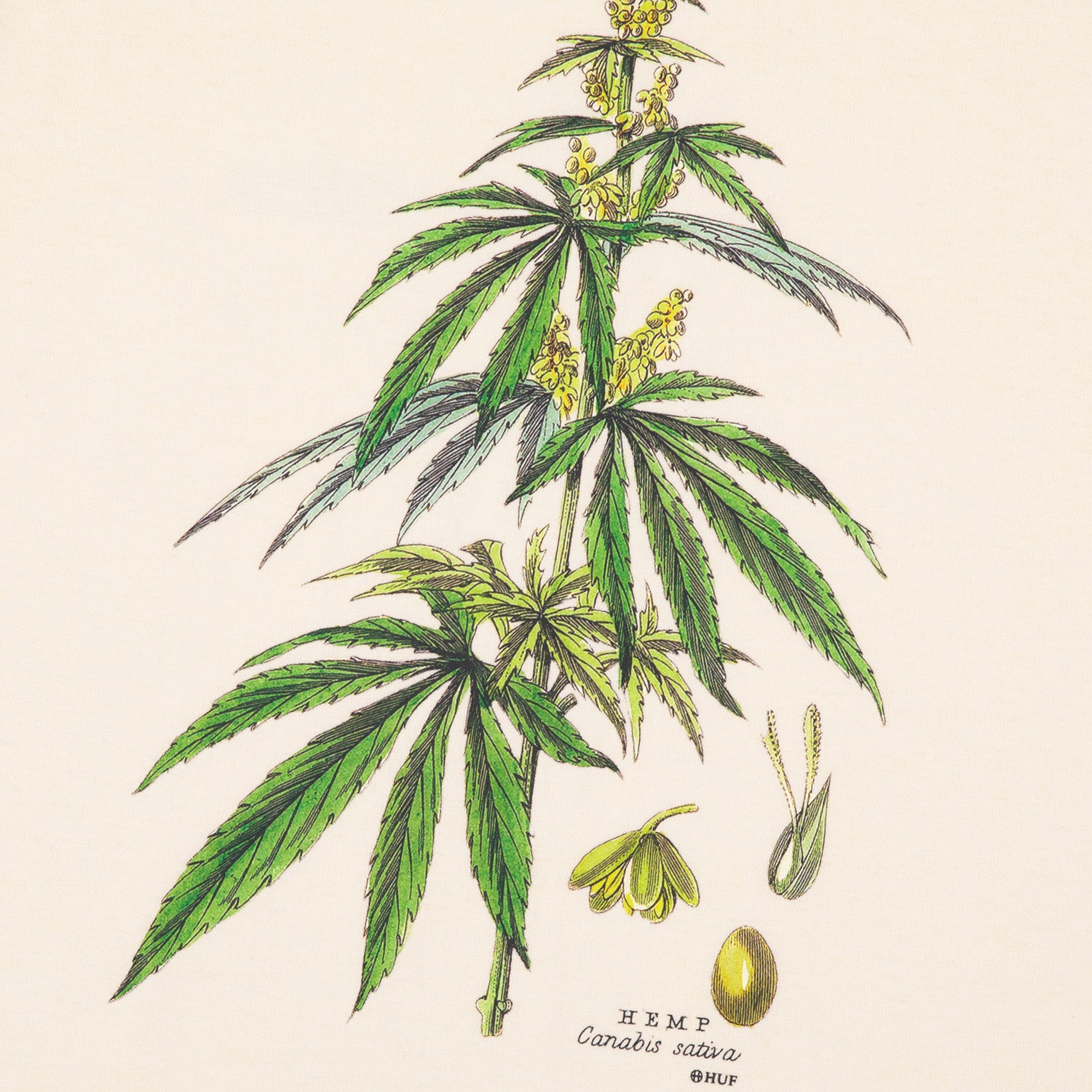 HUF (ハフ) Worldwide JP /T-SHIRTS（Tシャツ）/ huf CO-OP ARBORETUM TEE商品 / BLACK